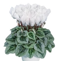 15 Seeds Cyclamen Metalis White Cyclamen Seeds - £29.38 GBP