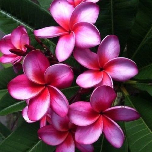 5 Pink Purple Plumeria Seeds Plants Flower Perennial Flowers Seed Fresh ... - $11.98