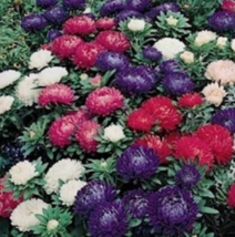 30 Pc Seeds Aster Milady Mix Flower Plant, Aster Seeds for Planting | RK - £11.70 GBP