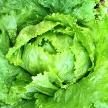 Webbs Wonderful Crisphead Lettuce Heirloom Seeds Open Pollinated Vegetable Ing N - $12.71