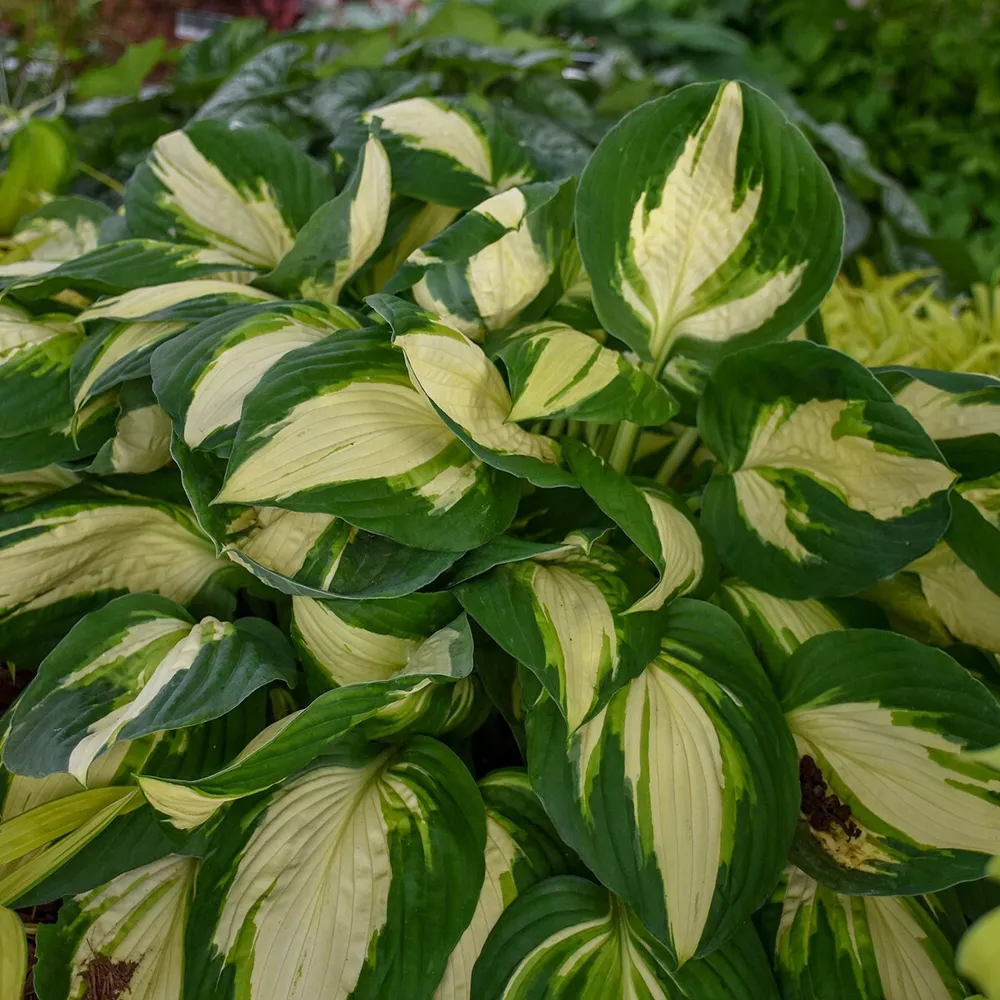 Hosta Vulcan Well Rooted 5.25 Inch Pot Hardy Plant - £26.96 GBP