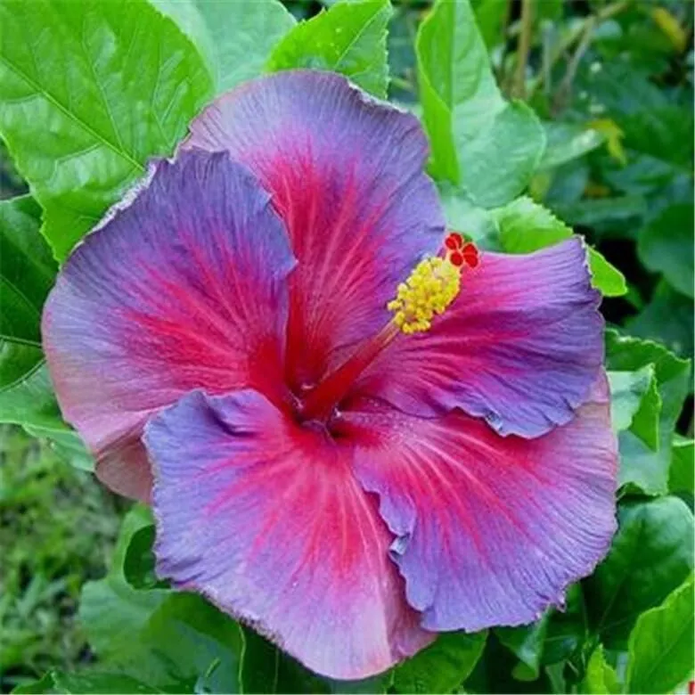 Purple Red HIBISCUS flower garden/house plant USA Seller 20 SEEDS  - £6.75 GBP