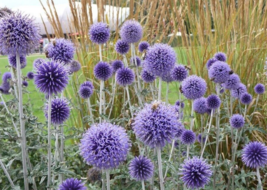 50 Pc Seeds Globe Thistle Perennial Flower, Echinops Ritro Seeds for Planting - £15.10 GBP