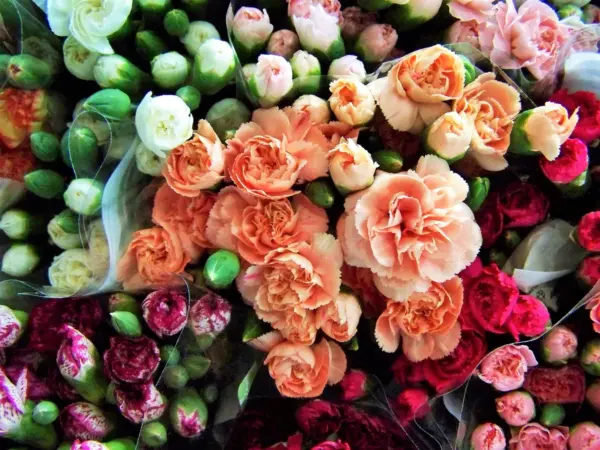 Top Seller 100 Rainbow Carnation Mix Mixed Colors Dianthus Caryophyllus ... - £11.46 GBP