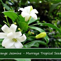 USA SELLER New Tropical Seeds Orange Jasmine 5 Seed Pack Murraya Paniculata Grea - £15.95 GBP