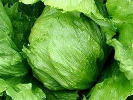 Ball Lettuce Vegetable Potted Plant, 160 seeds - £8.20 GBP