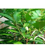 Daun Salam- Syzygium Polyanthum (Dried and Powder) - £20.11 GBP