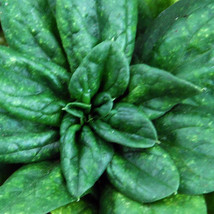 Spinach Giant Noble Great Heirloom Vegetable 1 Oz Seeds Fresh Gardening USA SELL - £18.45 GBP