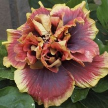 AD 15 Seeds Hibiscus Crown Jellyfish House Flowers Home Garden - €11,42 EUR