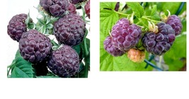 10 Plants Raspberry Plants “Glencoe” Thornless Berry  - £105.37 GBP