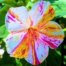 Marvel Of Peru Flower Seeds Pack 20 Seeds Four O Clock Flowers Color Striped Flo - £7.73 GBP