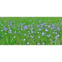 Pure Herbs: Flax - 4 oz. (Natural Herbal Extracts) image 3