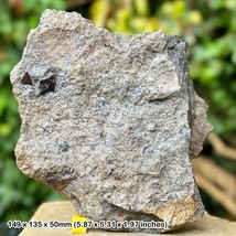 Rare Fossil Fish Scale - Durlston Formation, Cretaceous: Swanage, Dorset, UK - - $20.94