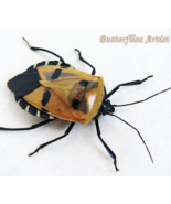 Man Face Bug Catacanthus Incarnatus Real Beetle Entomology Collectible S... - $972.05 MXN