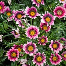 USA SELLER Mpb#12 Gazania Seeds New Day Pink Shades Gazania Linearis 15 Thru 200 - £12.92 GBP