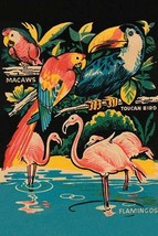 Tropical Hobbyland - Birds 20 x 30 Poster - £20.34 GBP