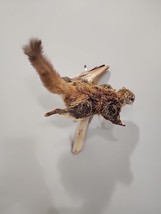 J105 Flying Squirrel Mount Taxidermy - £191.65 GBP