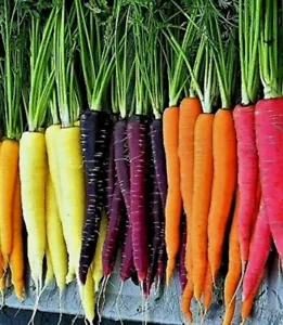 20+ Rainbow Carrot Blend Mix Seeds Fresh Garden - $3.98