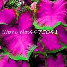 150 Seeds Multiple Colour Thailand Caladium Bonsai Of Rainbow Flower Caladium Pl - $8.12