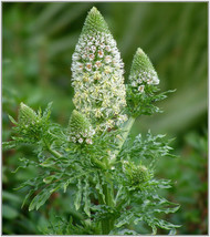 285 Seeds - Mignonette, Sweet Reseda Odorata White Flower - Buy 15- - $1.83