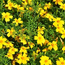 Lemon Gem Marigold - Tagetes tenuifolia - 25+ seeds - Ed 068 - $1.49