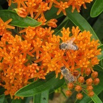 Grow In US 500 Seeds Wildflower Mix Monarch Butterfly 27 Heirloom Flower Species - £8.00 GBP