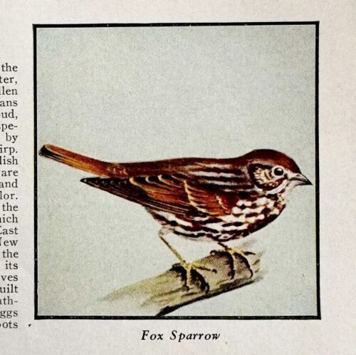 Fox Sparrow Bird Print 1931 Blue Book Birds Of America Animals Art PCBG21B - £14.97 GBP
