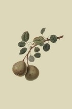 Aston Town Pear by William Hooker - Art Print - £17.57 GBP+