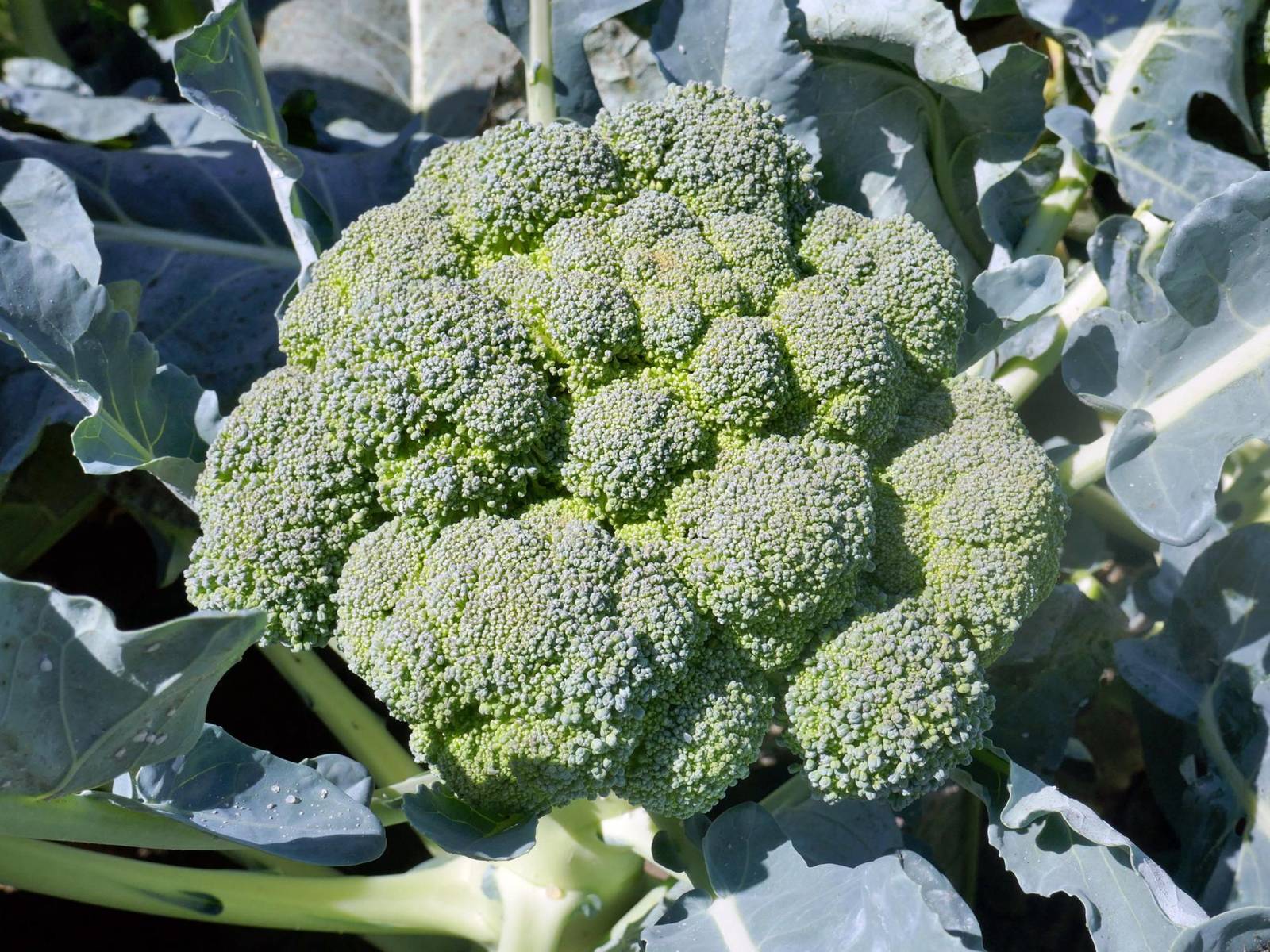 Broccoli Seeds Organic Broccoli Seeds Seeds Broccoli At Home Fresh Seeds - $2.98