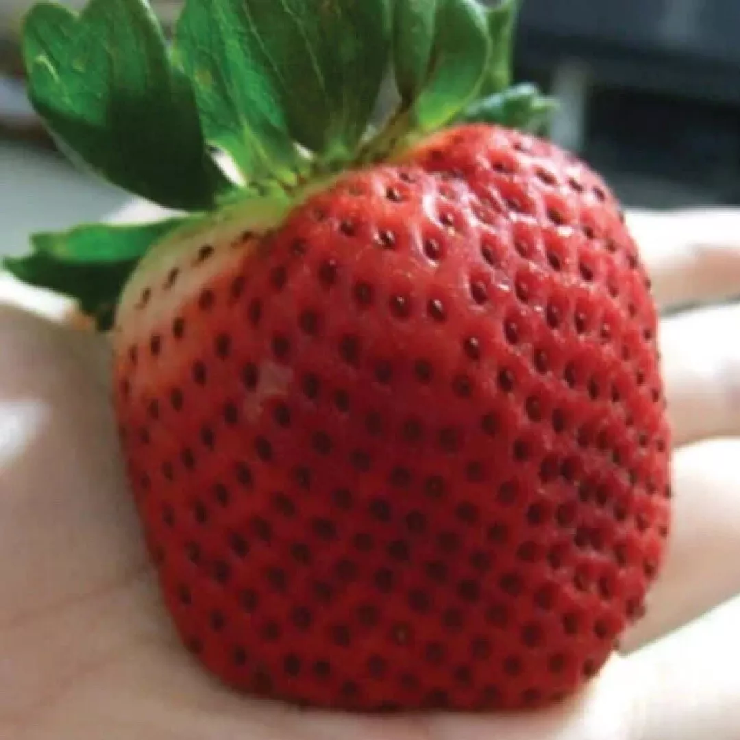 10 Seeds Giant Strawberry - £7.67 GBP