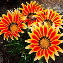 USA SELLER Gazania Potted Gazania Flower Variety Complete The Budding Ra... - £8.83 GBP