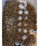 Live Mealworms  - $37.50