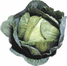 500 Seeds Early Jersey Wakefield Cabbage Brassica Oleracea Capitata Vege... - £7.58 GBP