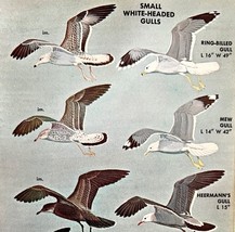 Small White Head Gull Birds Varieties &amp; Types 1966 Color Art Print Natur... - $366.80 MXN