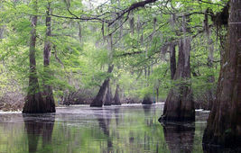 Bald Cypress Taxodium distichum 10 seeds - £4.31 GBP