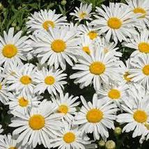 SILVER PRINCESS SHASTA DAISY SEEDS Chrysanthemum maximum 2000 Seeds for ... - $17.00