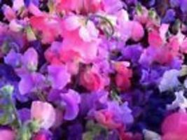 Sweet Pea Flower Seeds Non-GMO. Home Gardening.25 Seeds - £8.61 GBP