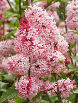 Syringa Vulgaris Seeds, Pink Lilac Multi-stemmed Small Tree _Tera store - $7.99