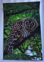 Incredible and Captivating Barred Owl 12x18 unframed photo  - £25.73 GBP