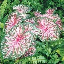 100 Seeds Japanese Caladium Bicolor Seeds Gardening USA SELLER - £10.43 GBP