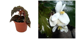 Begonia Black Concord Baby Pink Flower Terrarium Home Live Plant 2.5&quot; Po... - £34.46 GBP