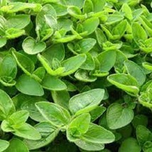 Sweet Marjoram - Organic Heirloom Seed - Perennial Herb With Many Uses G... - $8.98