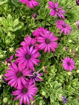 Osteospermum Purple Daisybush 50 Seeds Fresh Garden - £14.15 GBP