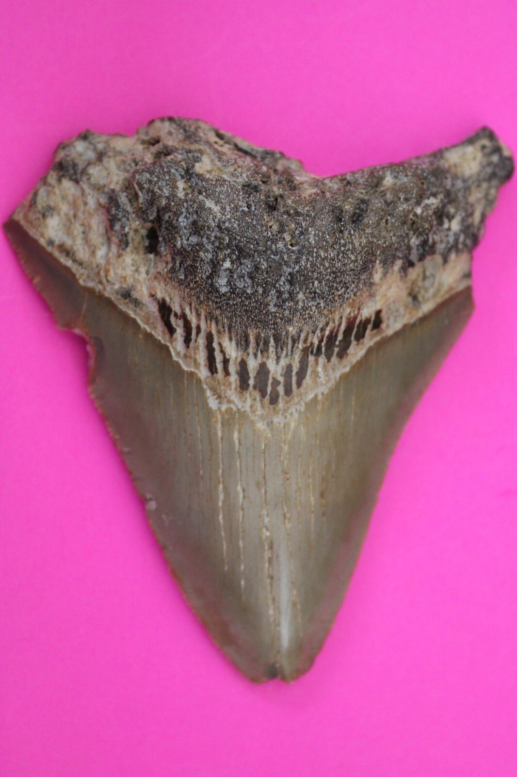 Authentic Megadolon Shark Tooth 3.37 Inches 79 Grams Fossil Dino Girl CO... - $101.99