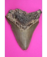 Authentic Megadolon Shark Tooth 3.37 Inches 79 Grams Fossil Dino Girl CO... - $141.12 CAD
