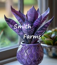 25 Seeds Purple Sansevieria Flower AKA Snake Plant - $7.17