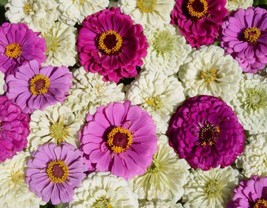 250 Blueberry Cheesecake Zinnia Colorful Flower Garden Container Fresh Us Seller - £6.40 GBP