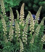 Garden Store 189 Seeds White Mignonette Reseda Alba Very Fragrant Flower - £7.10 GBP