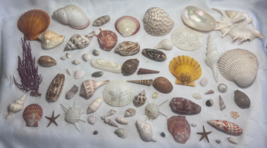 60+ Sea Shell Ocean Life Lot Conches Sandollars Clams Trumpets Scallops ... - $99.95