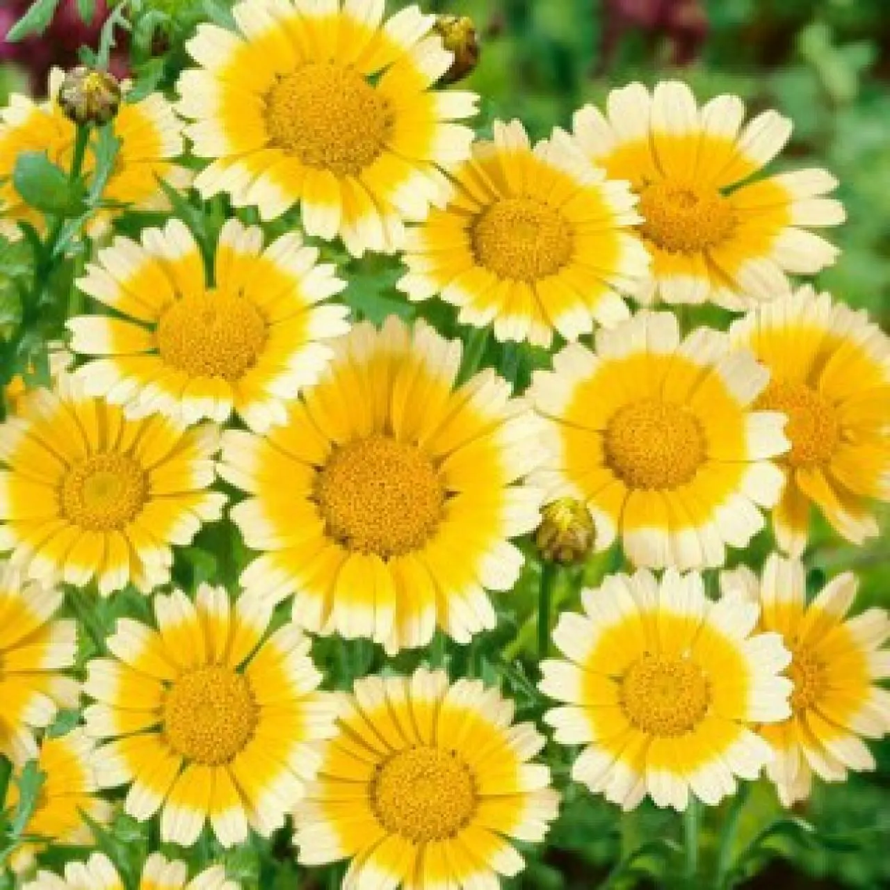 Garland Daisy Flower Chrysanthemum Yellow White 200 Seeds - £7.67 GBP